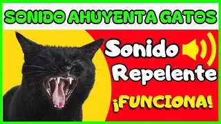 Sonido para AHUYENTAR GATOS 🐈🚫Repelente de Gatos 10 Horas