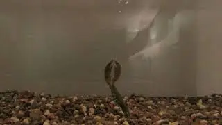 Tank test of the Big Bite Baits Real Deal Craw