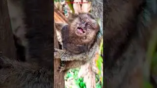 FILHOTE DE SAGUI CHORANDO MUUUITO DE FOME!!!VEJA A CARINHA DE TRISTEZA DELE!!!#monkey