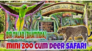 bhatinda zoo | deer safari | bir talab#bhatinda#punjab #zoo #deer
