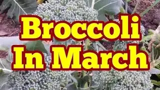 How It Looks Like: Broccoli In Late March / No Dig Organic Allotment Kitchen Garden And Polytunnel