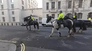 POLICE HORSES going back to the stables from the Horse Guards London #horselove #horse 