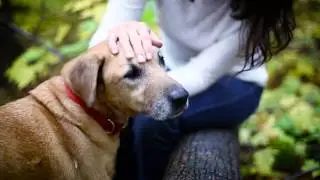 Top Dog Film Festival - 2018 Teaser
