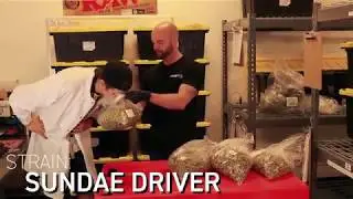 Reef Dispensaries employees smell new Exotikz strains for the first time