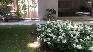 Extroverted cat loves the outdoors