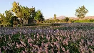 Mint Blossoms in the Gardens of Hokm Abad