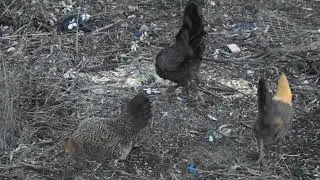 Golden Campine Chickens