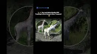 🦒✨ The Last White Giraffe: GPS Tracking to Save Kenya&rsquo;s Rare Treasure! 🇰🇪🔒 #success #successmindset