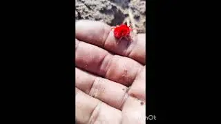 RED VELVET MITE| Maqmal keeda