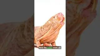The naked mole rat || #shorts #viral #animals #animalfacts #facts