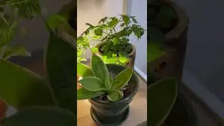 Indoor garden set up in UAE #uaemalayali #plants #sharjahdubai #dubaimalayalivlogger #nature