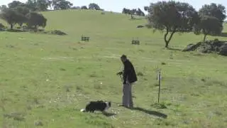 Be&ntilde;at & Ekin at Monforte Sheepdog Trials