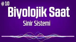 10.Biyolojik Saat : Sinir Sistemi (Podcast Biyoloji)