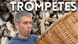Concert de TROMPETES de la mort! Bolets al Maresme