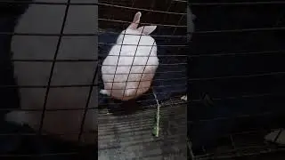 cute bunny Cleaning time #bunny #zoo #shorts #vlog