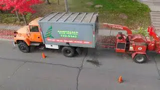 Amberjack Tree Service Duluth Safely Felling Dead Ash Tree