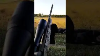 European Old roe buck hunting with Tikka t3x 270 win