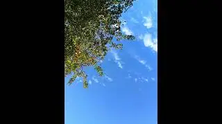 Quick Appreciation For Nature 🙏🏽🫂🫶🏼💕#nature #explore #vacation #video #viral #friends #support 
