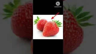 strawberry elephant 🐘🍓#elephant#meme#shorts