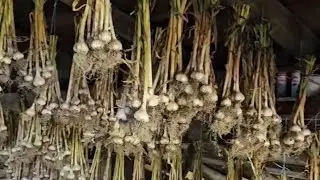 Pictures only Garlic from planting to harvest January 18, 2026