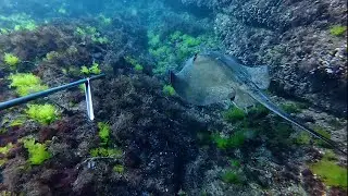 Solo Spearfishing Catch and Cook Fish on Fire