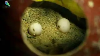 Budgies Eggs Hatching Time Progress