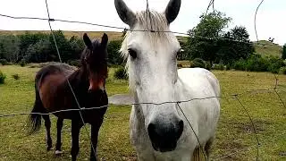 Giddy Up