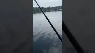 Bitte halte an! 😳 #vollrun #karpfenangeln #fishing
