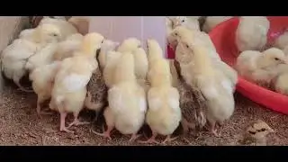 Почему цыплята-бройлеры погибают во время высиживания и как это предотвратить.