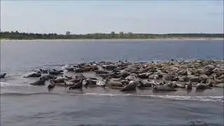 Foki na Ujściu Wisły w Mikoszewie