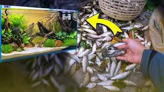 Build Aquarium for Rescue Fish from my village.