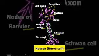 Structure of Neuron/Nerve cell #nervoussystem #nerve #biology #anatomyandphysiology  #neuroscience