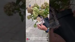 Мировой эксклюзив от селекционера Guido Rouwette.Hydrangea paniculata Pixio ('GRHP11'PBR) EU