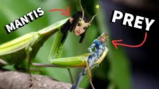 THE MANTIS PREYS