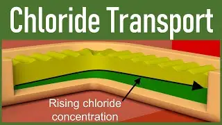 13. Chloride Transport in tubular processing
