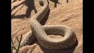 Tommy's Living Desert Tours - Swakopmund