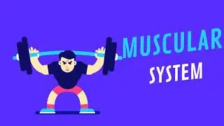 The Muscle System | Studyology
