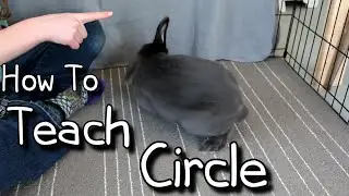 How To Teach Your Rabbit Circle -Teach Your Bunny a Trick!