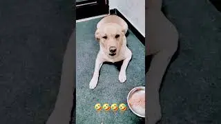 Clever dog | chor dog | #dog #cleverdog #funny #doglanguage
