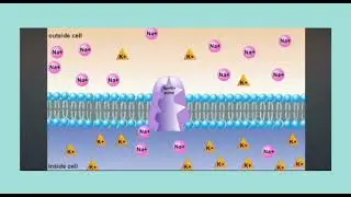 Membrane Transportation- Active transport [G10] BSM3101