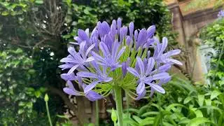 「22304」几乎不需要打理的庭院花卉百子莲，Agapanthus，别名紫君子兰，与君子兰同属（静姐说花）