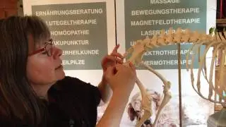 HD beim Hund: Was genau ist HD bzw. die H&uuml;ftgelenksdysplasie?