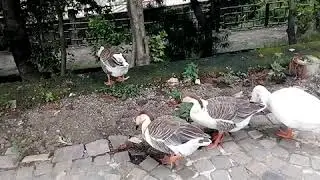 Rishikesh Birds