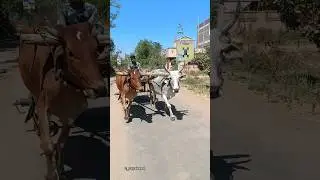 Amazing Bullock Cart Ride | Asian Village lifestyle #bull #bullock #shorts #shortsfeed