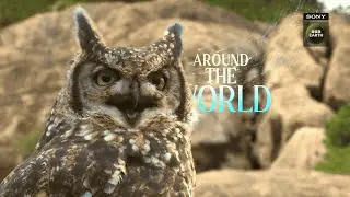 Festival Of Life - Promo | Monday to Friday at 10 PM | Sony BBC Earth