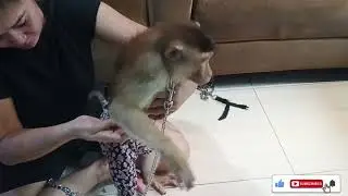 Just Found Out! This Is What Neyla the Macaque Always Does After Bathing