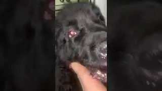 Эйфория. Ньюфаундленд под грибами.