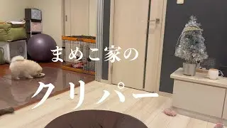 まめこ家のクリスマスミニパーティー