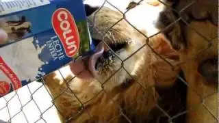 Lion drinking milk