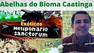 Pinus &eacute; bife de cupins e nutri&ccedil;&atilde;o para fungos e bact&eacute;rias